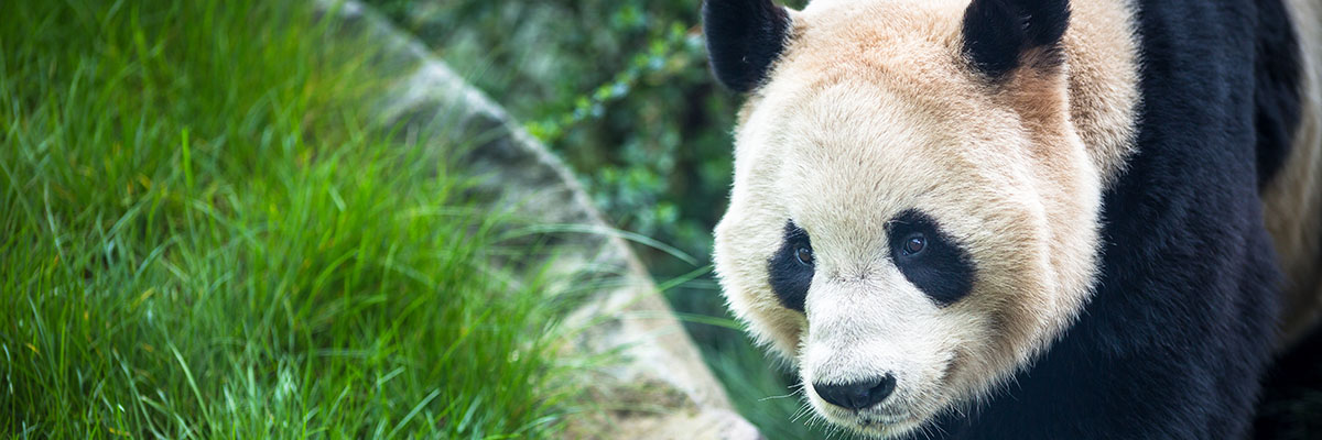 edinburgh-zoo-panda